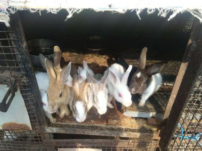 3 Months of Rabbits and above 1 year