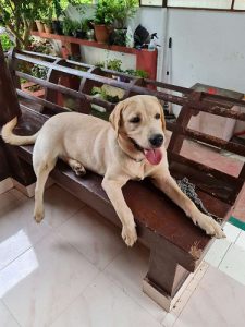 8 months White Lab Puppy well mannered fr sale