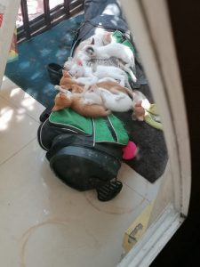 Nadan Kitten available for adoption