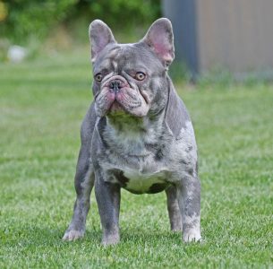 THE NAME YOU CAN TRUST ROYAL ORCHID PAWS FRENCH BULLDOG PUPPS