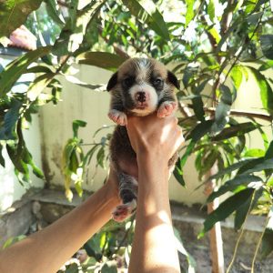 Pembroke Welsh Corgis