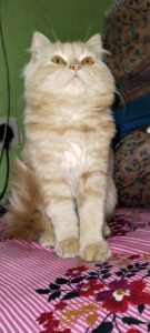 Persian Cat