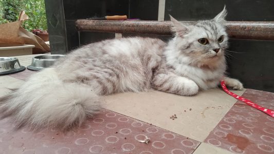 Persian cat for sale