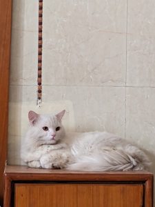 Persian Cat