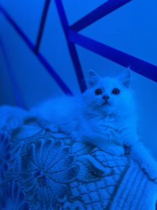 Persian cat