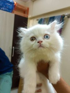 Persian cat