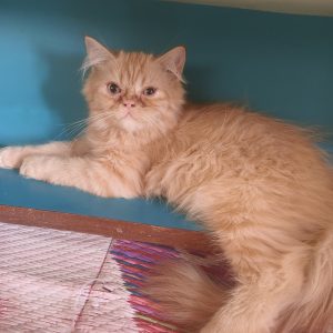 Persian cat's