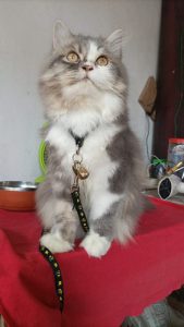 Persian cat