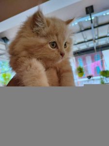 Persian Cat for Sale