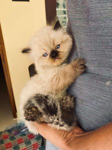 Persian Cat