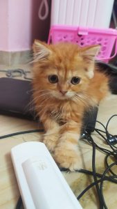 Persian Cat - Ginger color