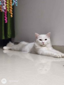 Persian cat 5 month