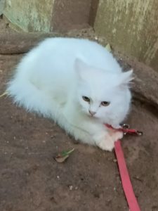 PERSIAN CATS FOR SALE