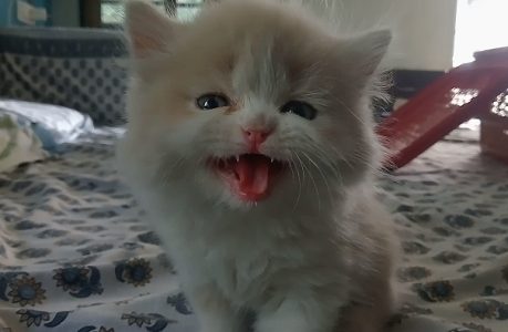 Persian Doll Face Cat