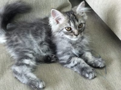 4 Persian kitten available