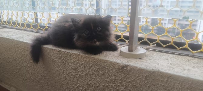 Persian kitten for sale