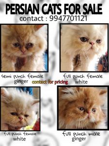 PERSIAN KITTEN