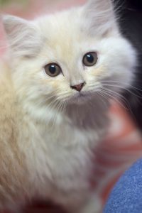 Persian Kitten (Female)