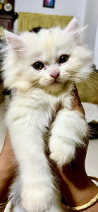 Persian kittens for sale