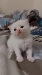 Persian kittens