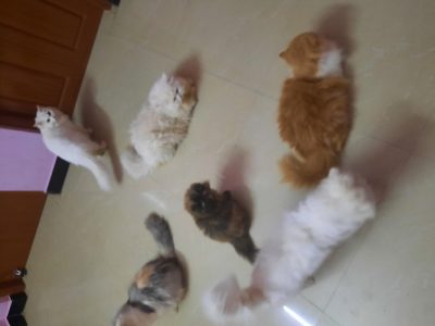 Persian kittens and cats
