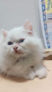 Persian kittens for sale