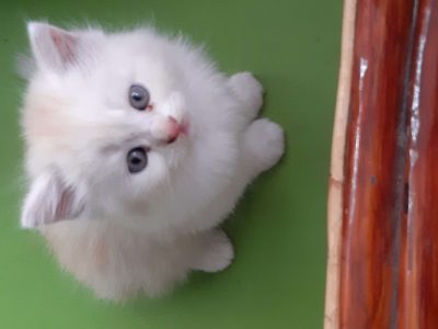 PERSIAN KITTENS FOR SALE 