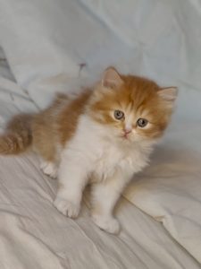 Persian kittens