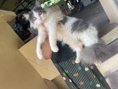 persian male cat for sale