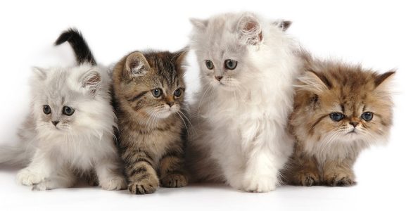 Best Pet Shop in Dindigul, Tamil Nadu- Cats