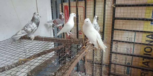 Pigeons for sale