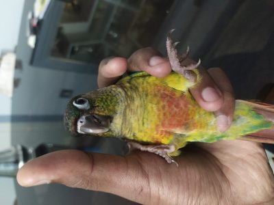 Pineapple conure with good cage for sale