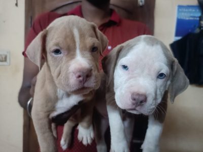 Pitbull puppies available in Chennai