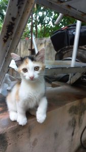 Playful Adorable Cute Kittens