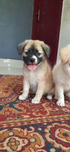 Pom puppies  available  4 sale home delivey available