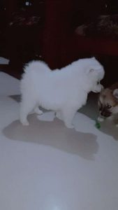 Pom puppy available  4 sale 