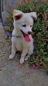 Pomeranian dog in sale