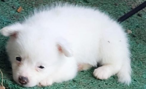 Pomeranian female puppies for sale