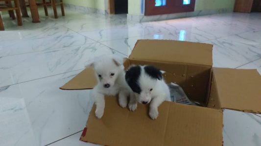 Pomeranian female puppies for sale