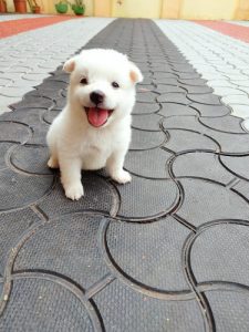 Pomeranian puppies for sale