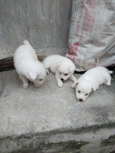 Pomeranian puppies