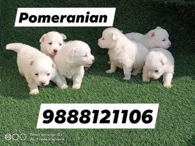 Pomeranian puppy sale Call 9888121106 jalandhar nakodar kapurthala kartarpur phagwara