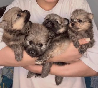 Pomeranian Puppy Sale