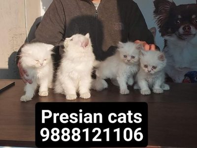 Presian cats Available 9888121106