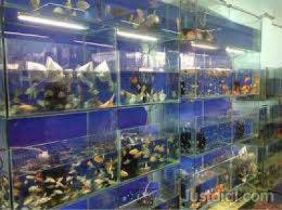 Prince aquarium shop
