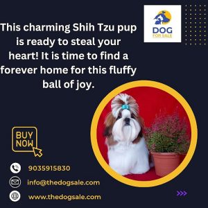 Puppies for sale in Bangalore