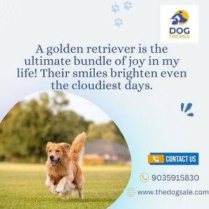 Puppies for sale in Mumbai