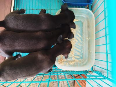puppy for adoption 3 puppies all black lab+cross 45 days old