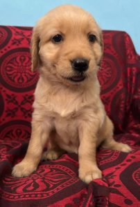 Pure Golden Retriever Puppies Available