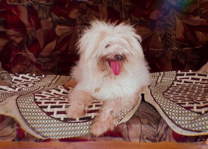 Pure lasapso female  4 sale